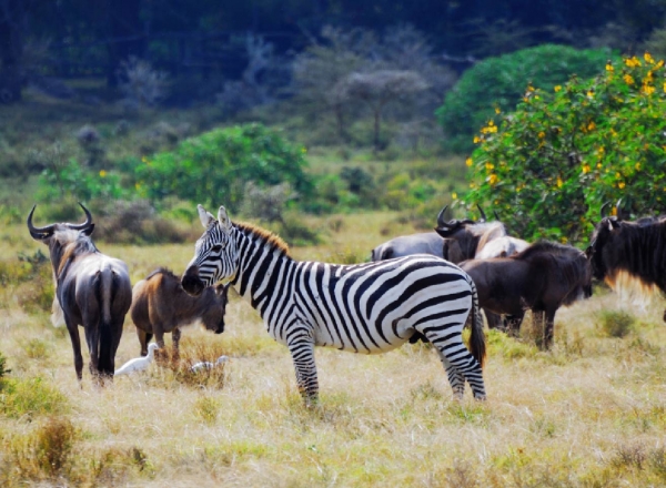 Ngày Động vật Hoang dã Thế giới - World Wildlife Day 